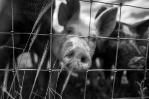 Grayscale photo of pig inside a cage