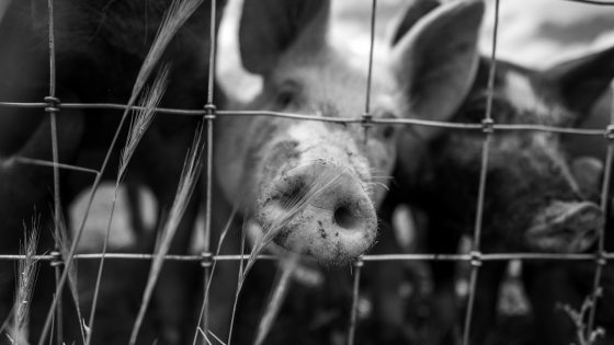 Grayscale photo of pig inside a cage