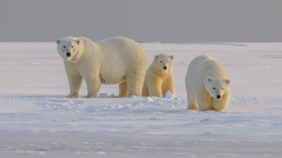 Polar bear mother with two cubs waiting on a snowy sandbank in northern Alaska for the see ice to come